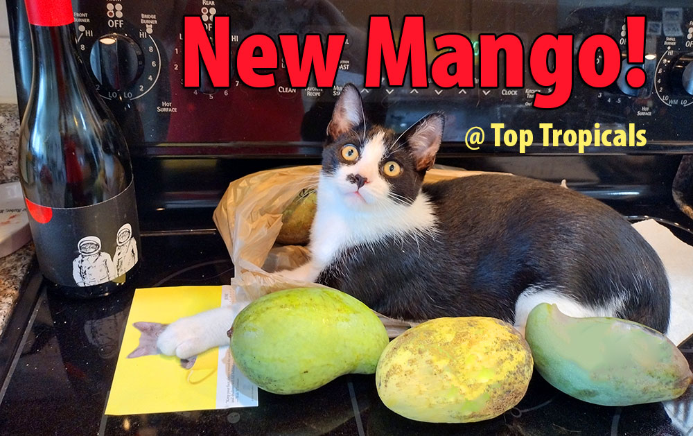 New Mango