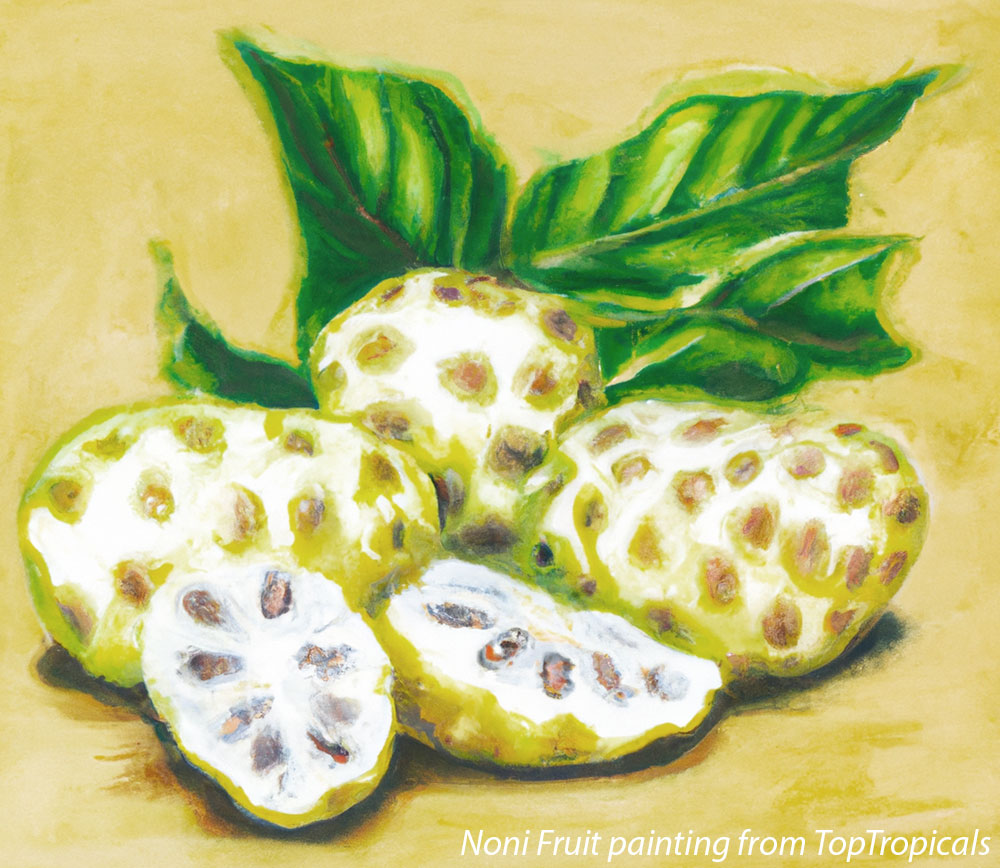 Noni fruit painting
