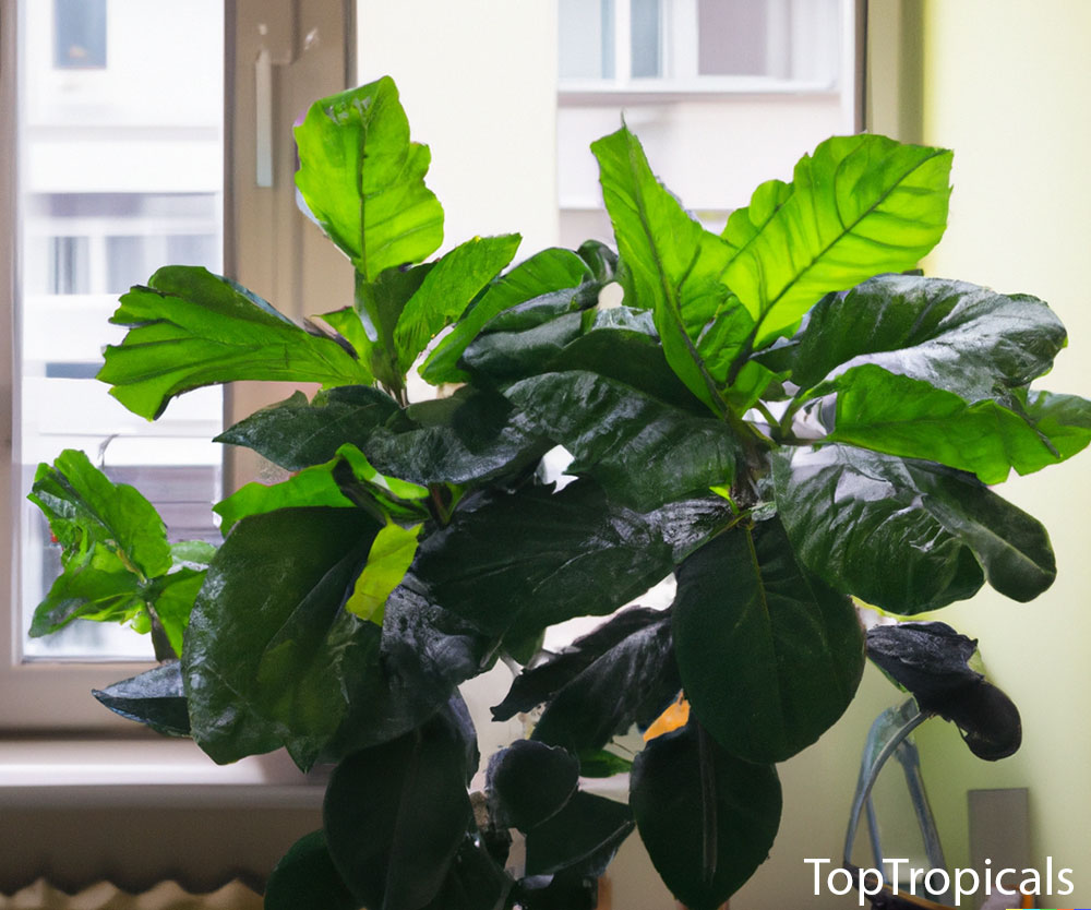 Noni tree houseplant indoors