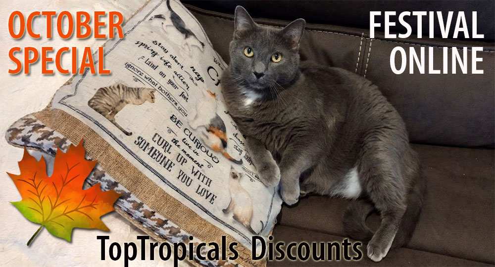 Cat on a couch with October fest discount