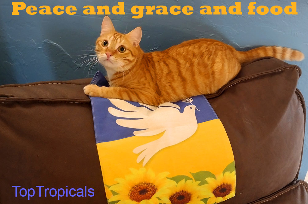 Peace-Grace-Food