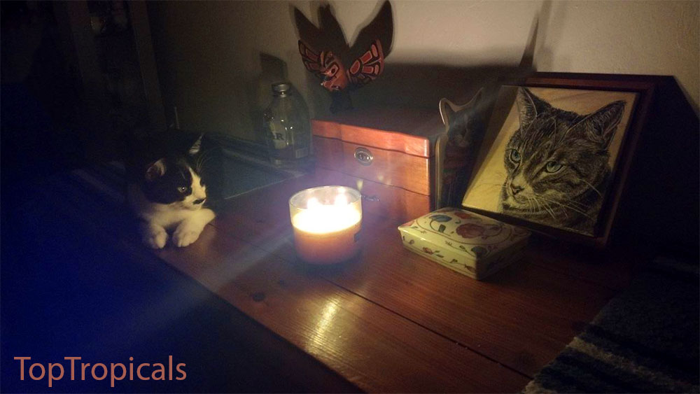 Cat with a candle