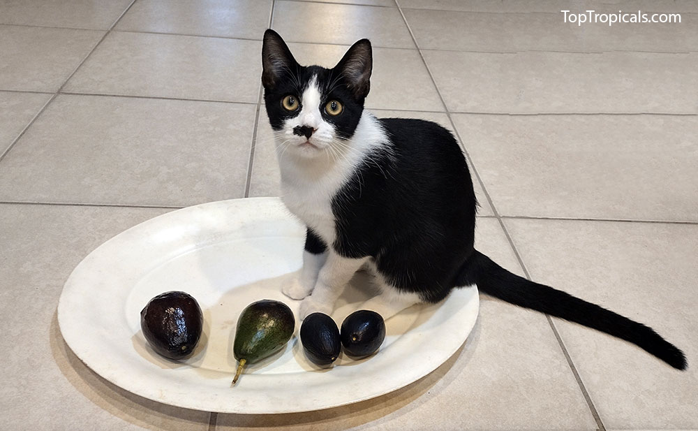 Cat with avocados