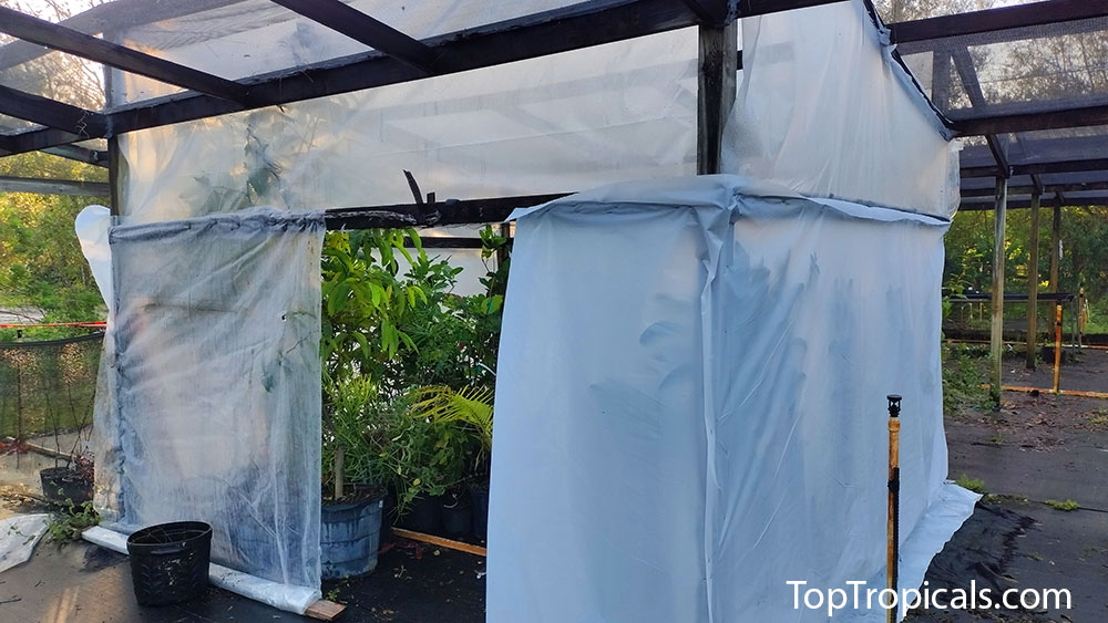 Protecting tropical plants with temporary greenhouse