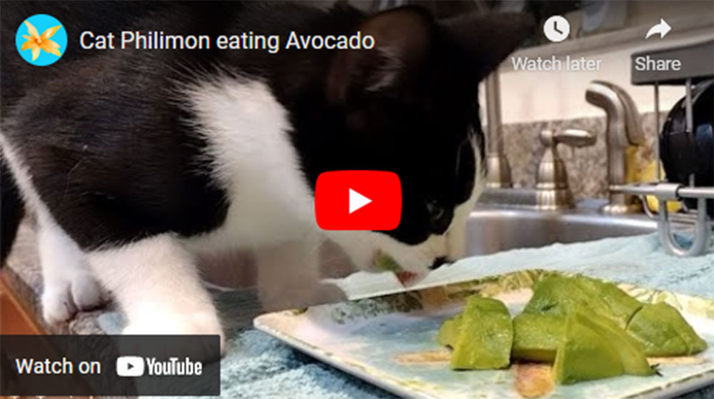 Cat Plilimon eating avocado