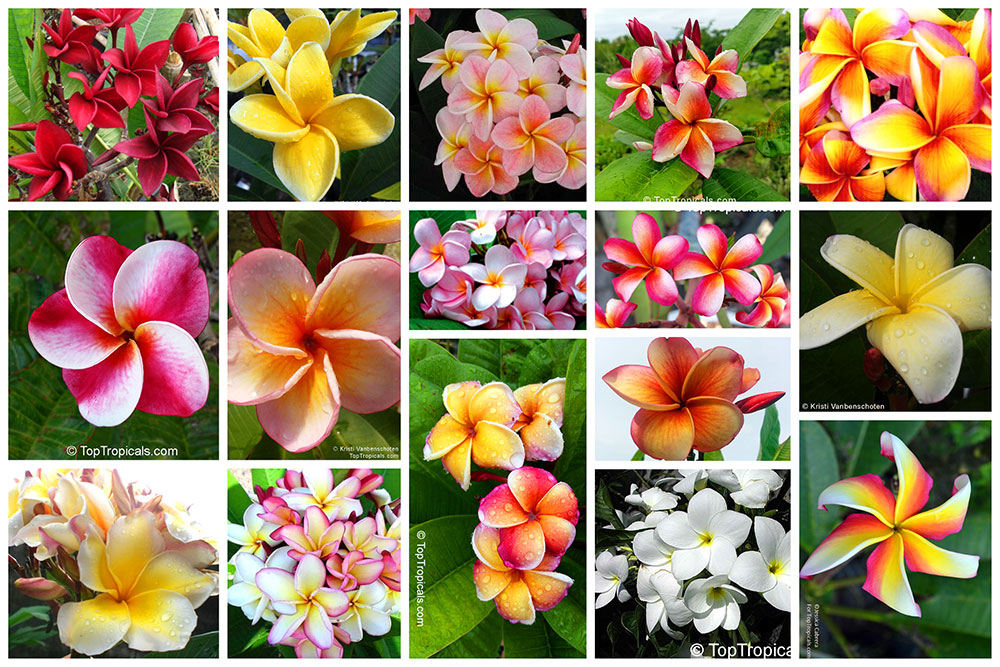 Plumeria collage