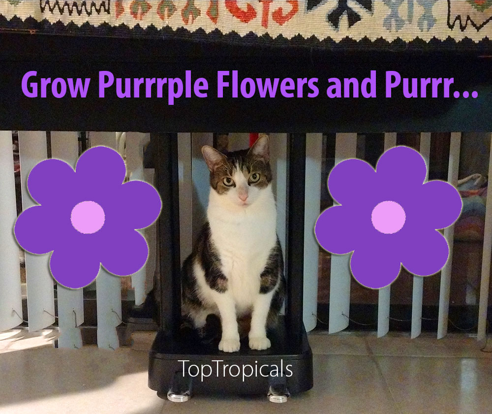 Purple Flower Cat