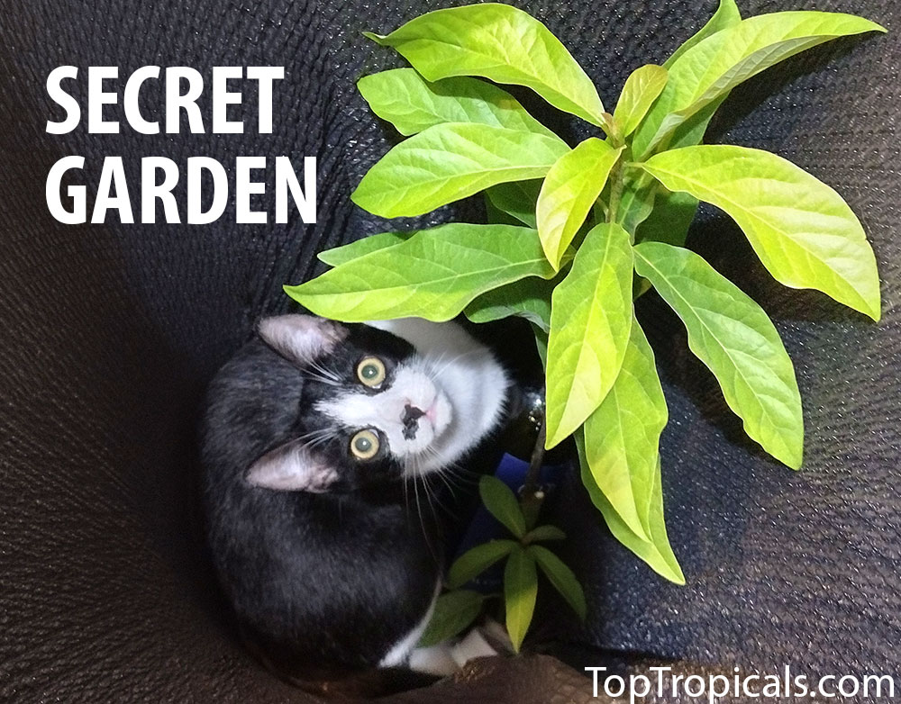 Secret Garden Cat