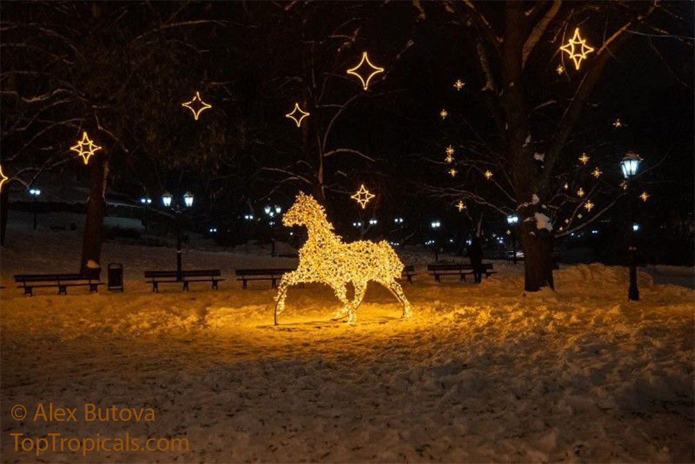 Christmas Horse in a snow