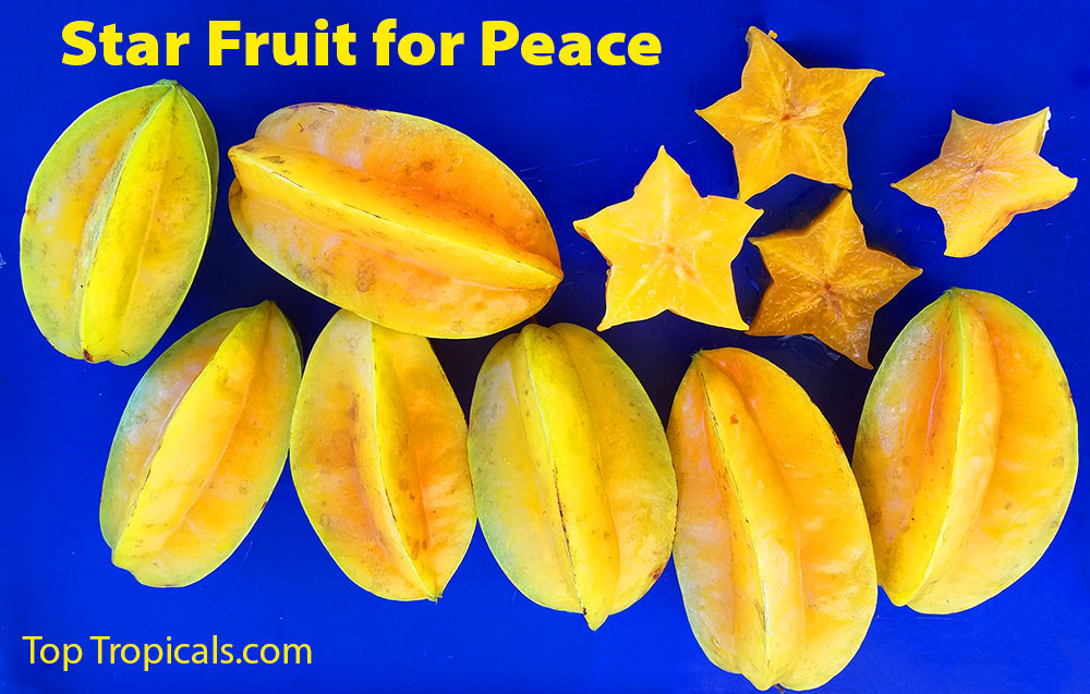 Carambola - Star fruit