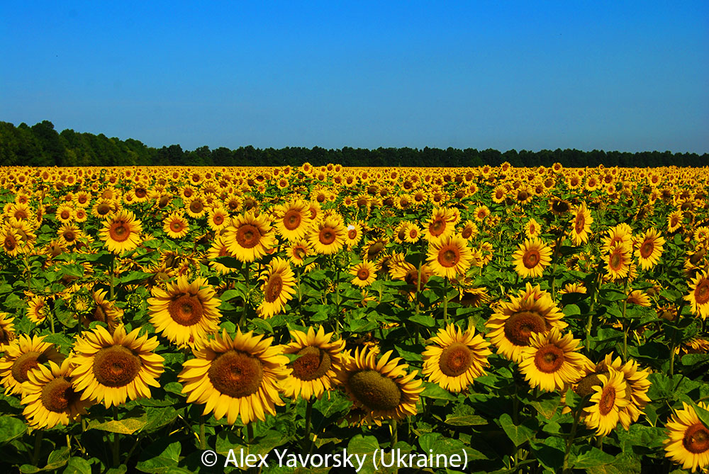 Ukrainian 
Sunflowers