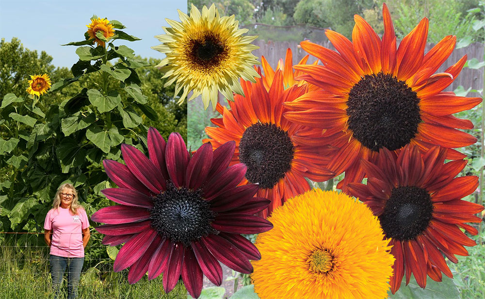 Sunflower Fancy Variety Collection (Helianthus x annuus)