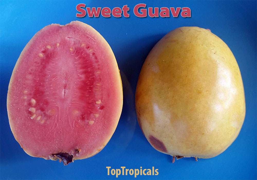 Sweet Pink Guava Fruit