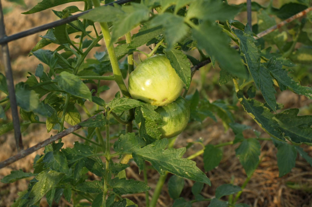 Tomatoes growing is South Central Florida