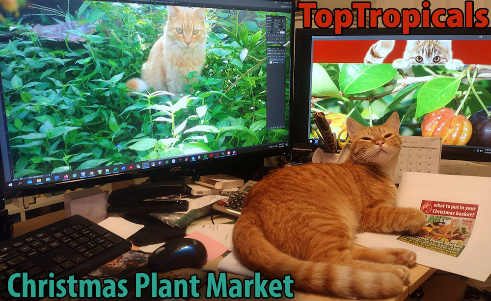 Cat Bob with Christmas Plant Market monitors