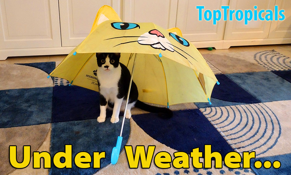 Under weather cat with umbrella