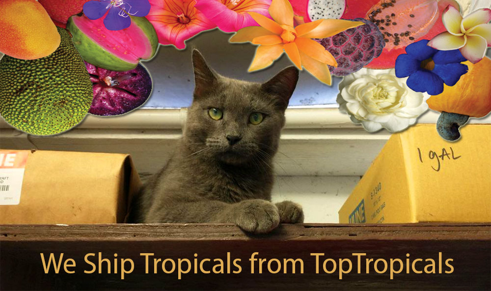 Cat shipping from TopTropicals