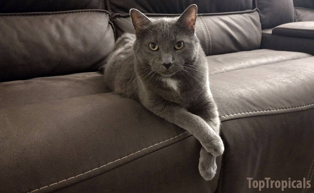 Gray Cat on the couch