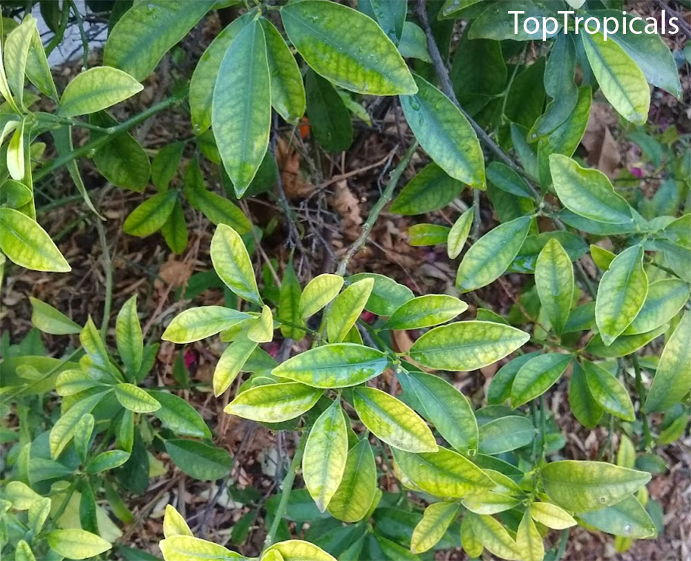 winter chlorosis on Kumquat leaves