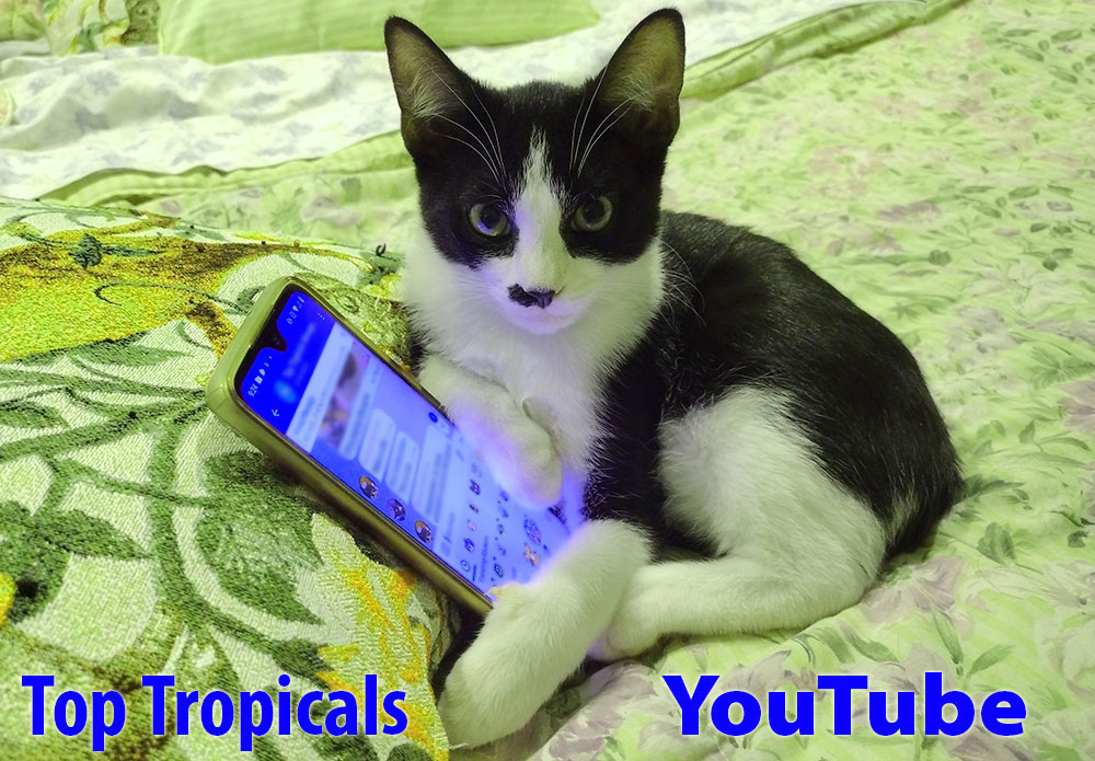 Top Tropicals YouTube 
Channel