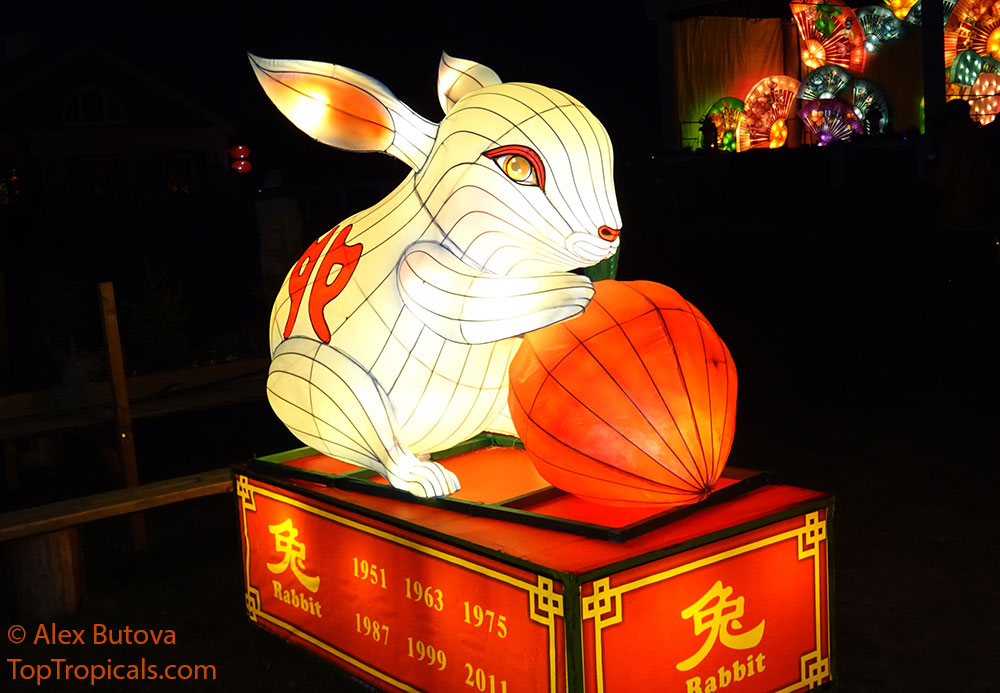 Year of the Rabbit Chinese Calendar