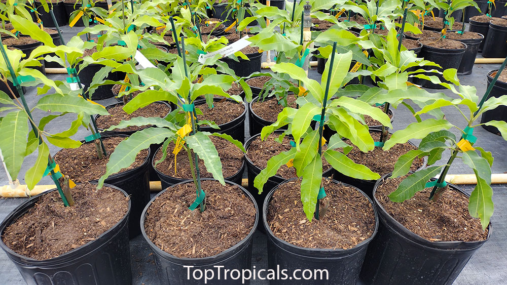 Mango trees in 3 gal pots