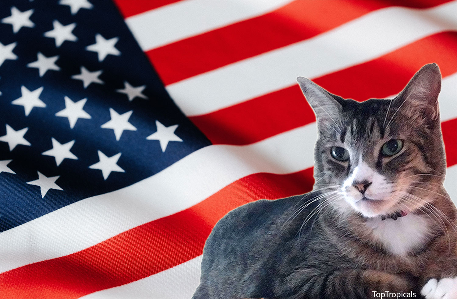 9-11 American Flag and Cat