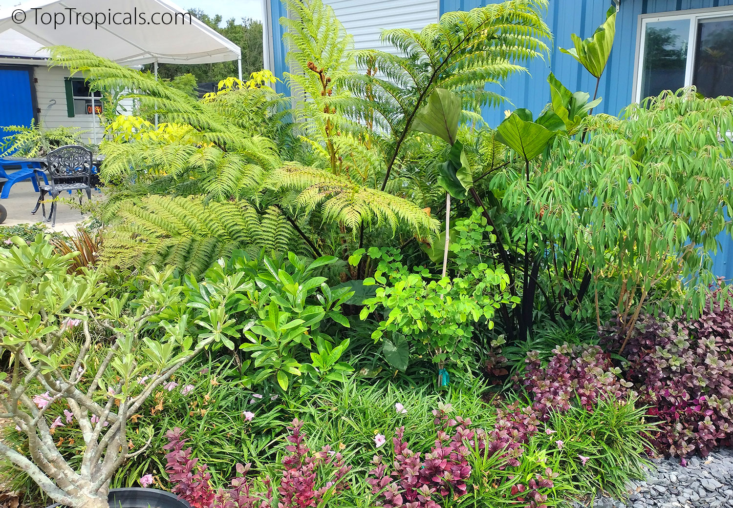 Cyathea cooperi Australian Tree Fern - young plant in the ground