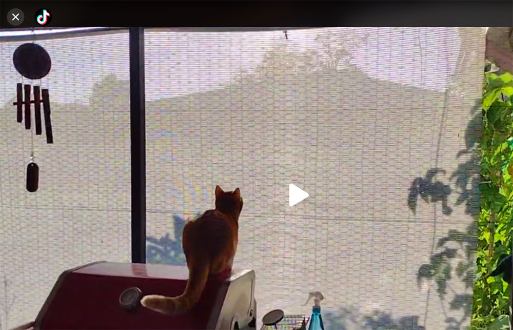 Cat catching a Gekko behind the screen
