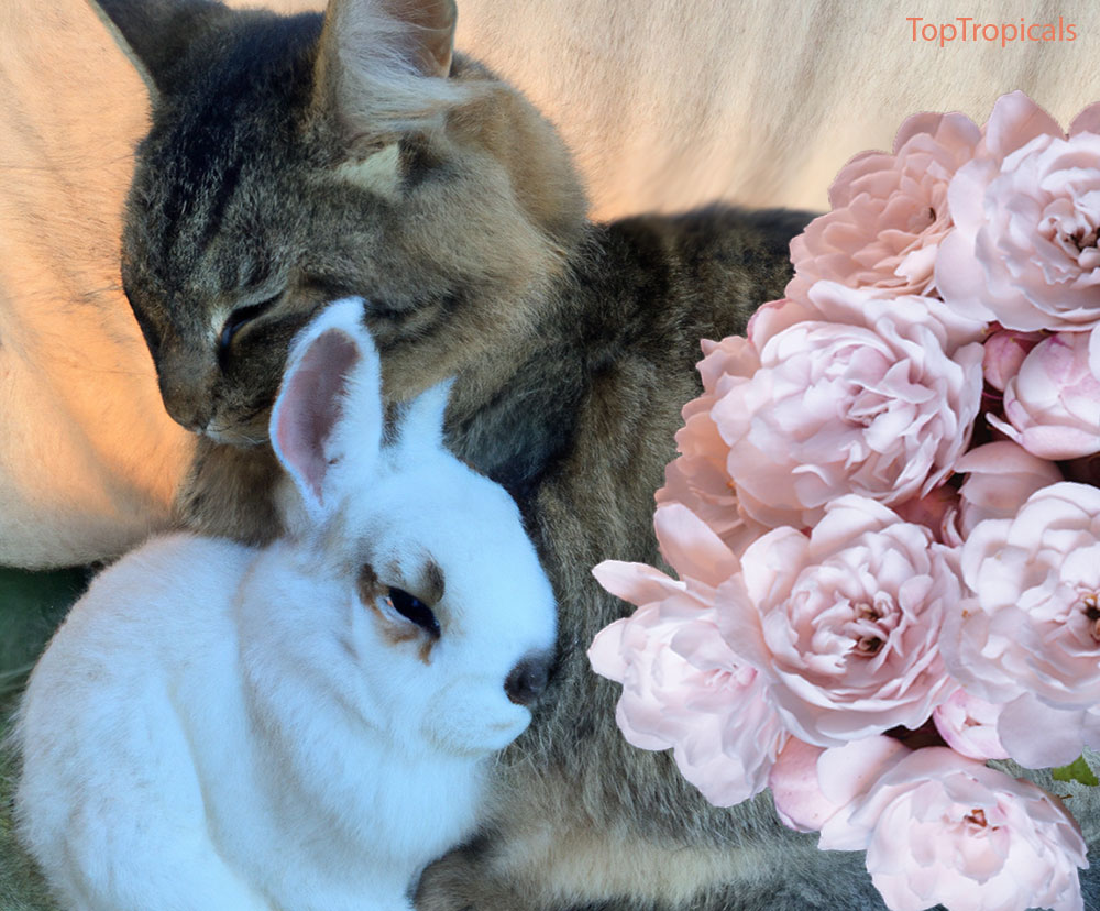 Cat, Rabbit and Flowers