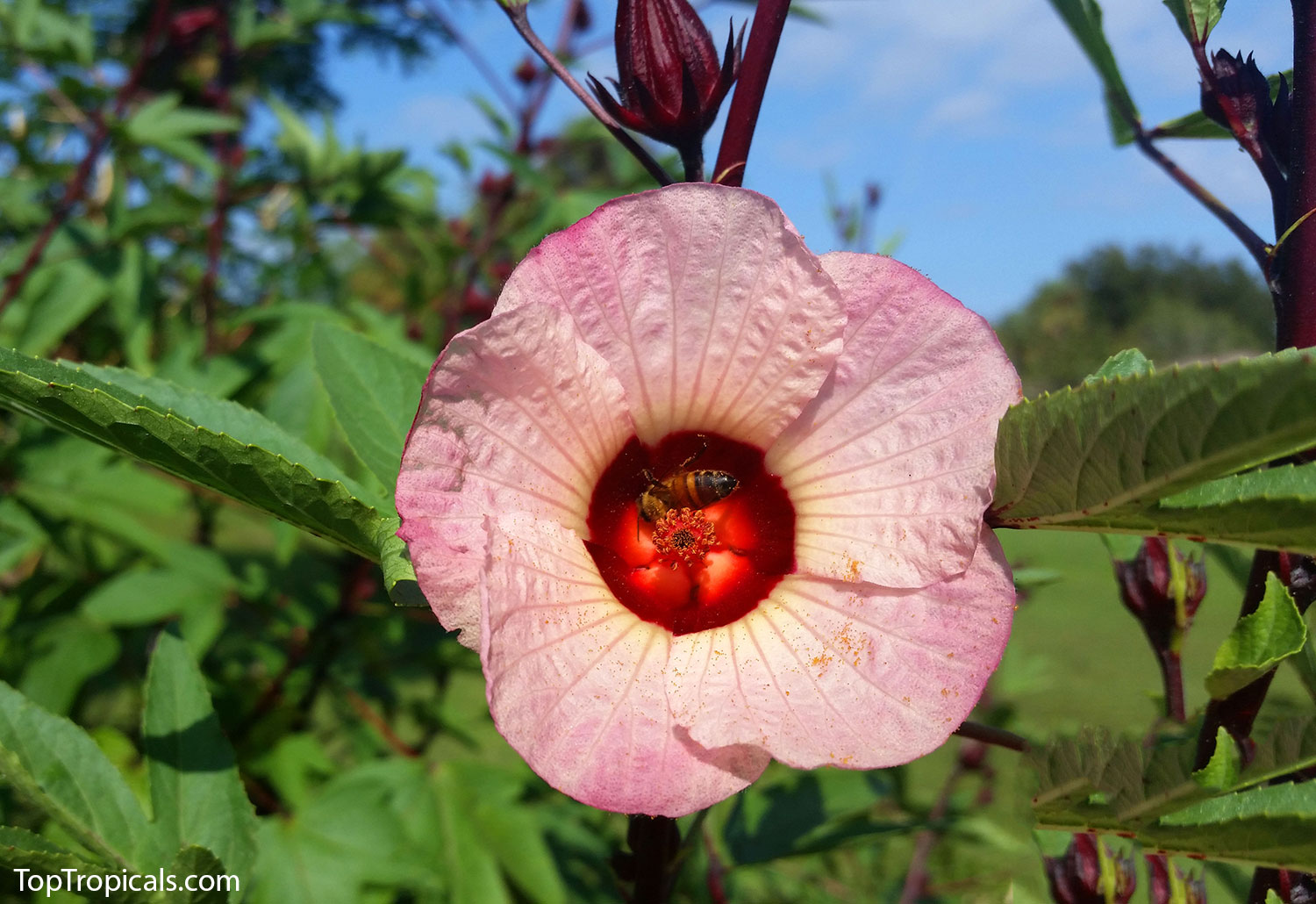 Hibiscus sabdariffa - Flor de Jamaica, Karkade Sorrel