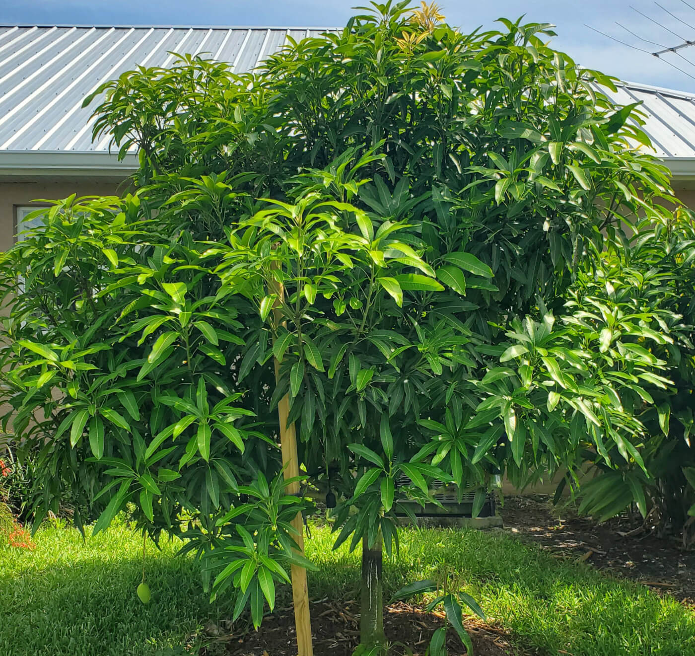 Beautiful mango tree