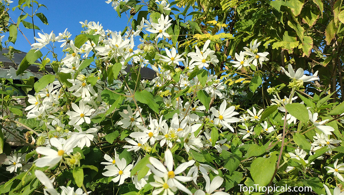 Montanoa atriplicifolia - Tree Chrysanthemum, Tree Daisy