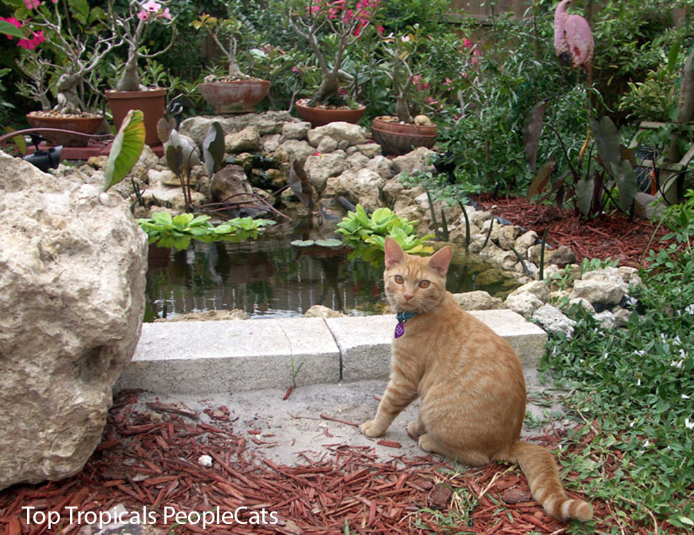 Aries Cat - Orange cat by the pond