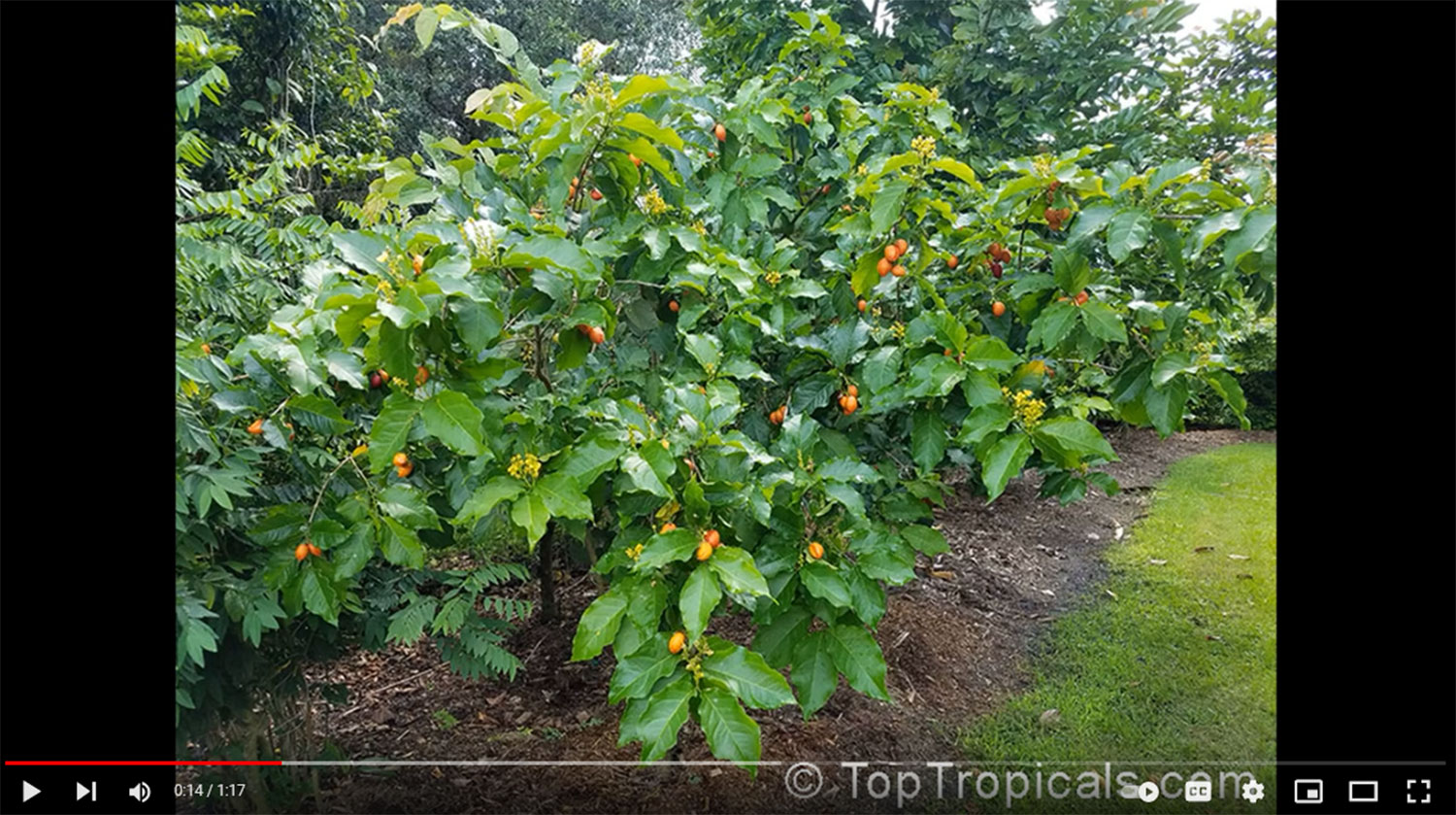 Bunchosia argentea - Peanut Butter Tree