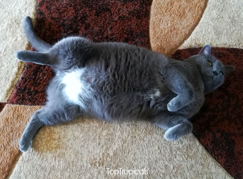 Taurus cat - big fat gray cat