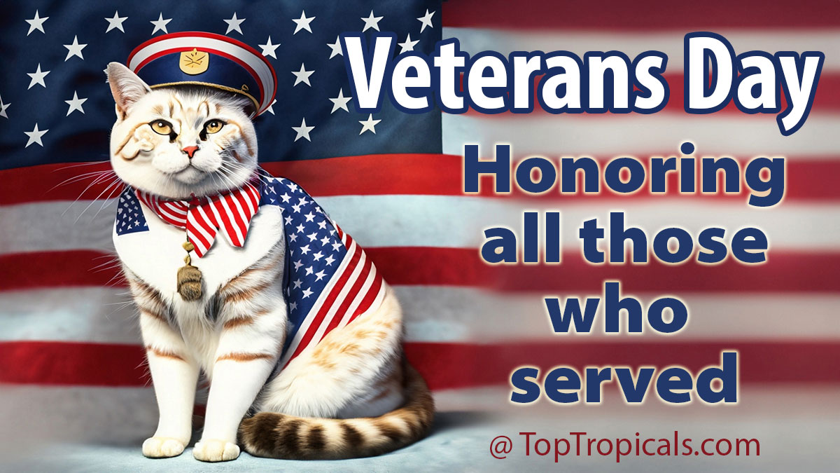 Veterans Day Cat