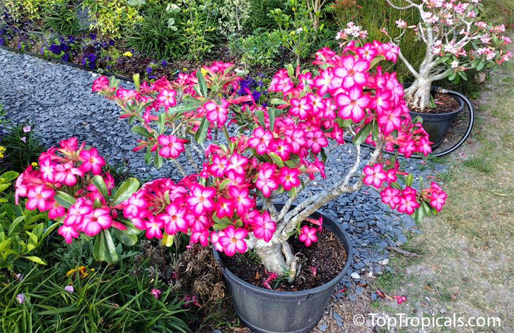 Flowering Adenium