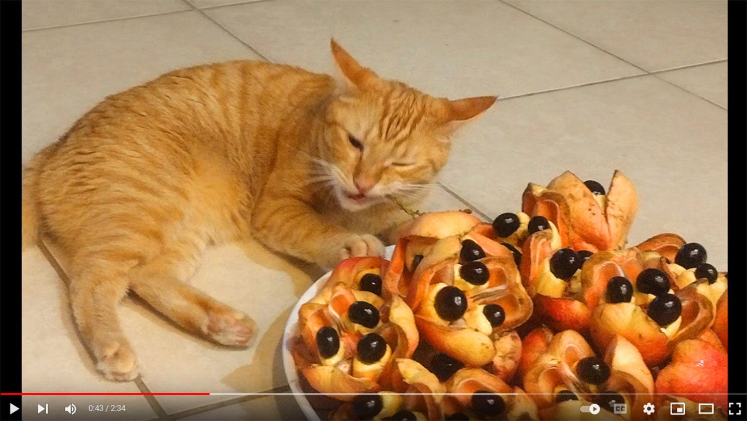 Ackee, Akee fruit - Blighia sapida, and a cat