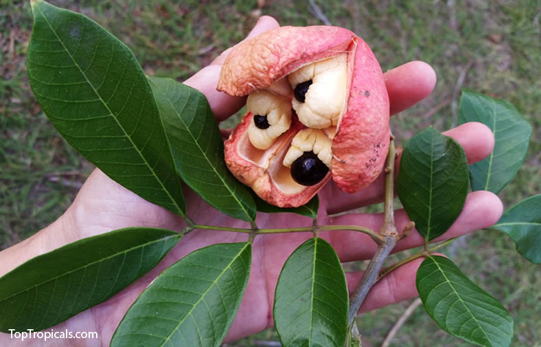 Akee fruit on the branch