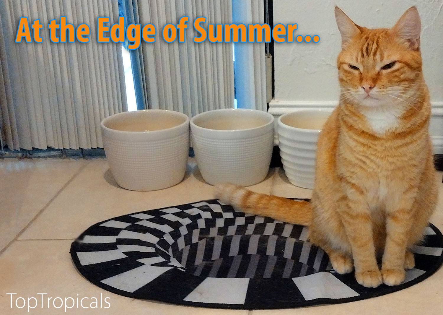 Orange Cat at the edge