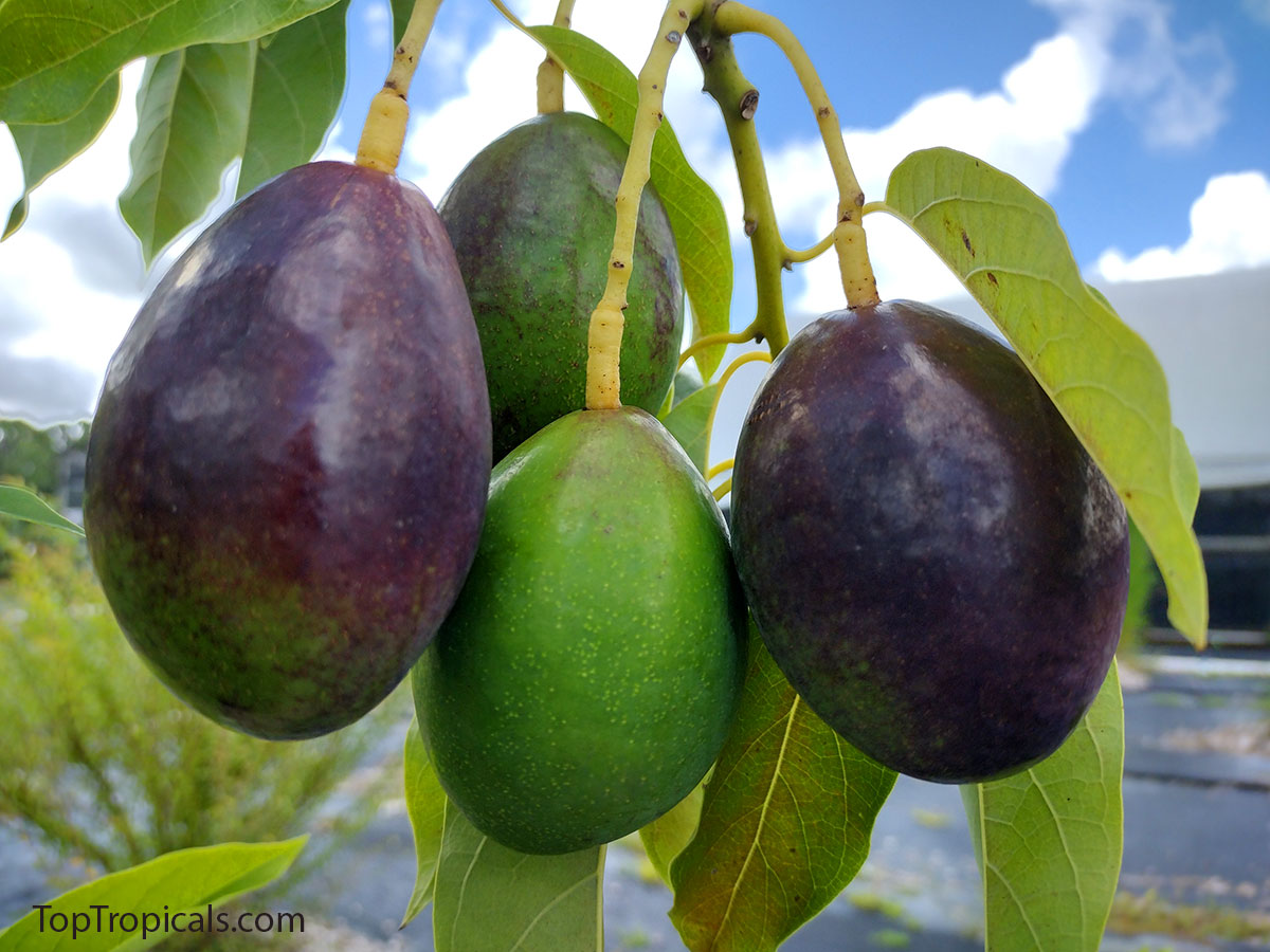 Avocado fruit on a branch