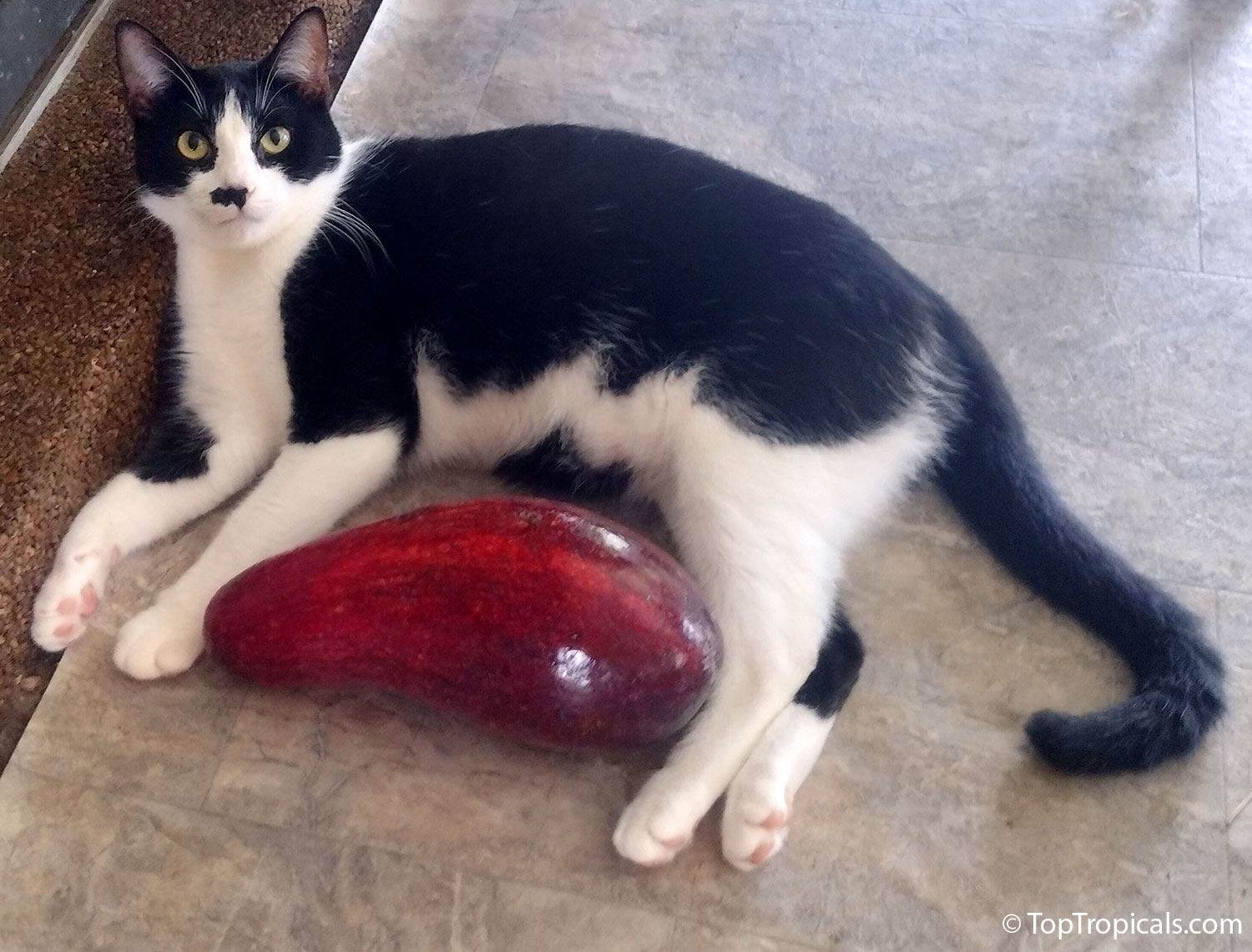 Avocado Red Russel and cat