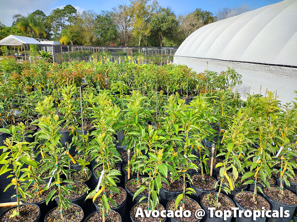 Avocado trees in 3 gal pots