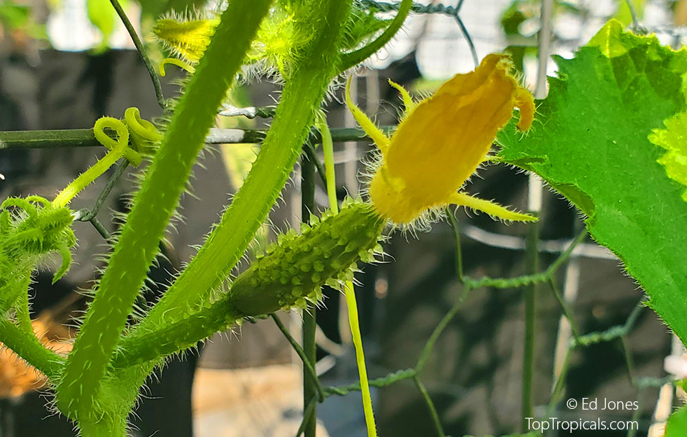 Baby Cucumber in organic garden