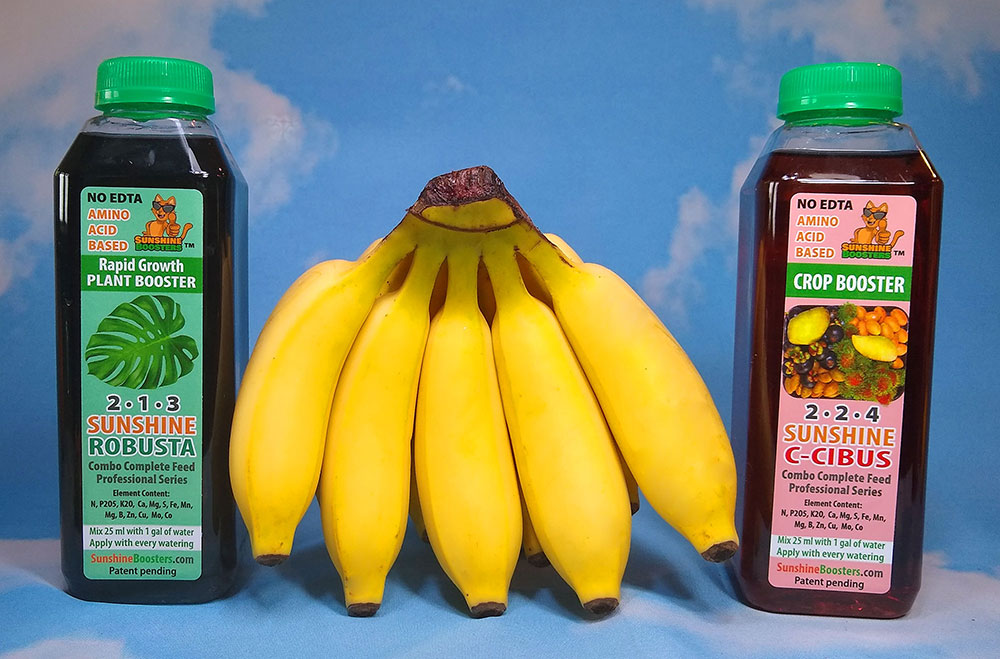 Sunshine boosters Robusta and C-Cibus with a bunch of bananas