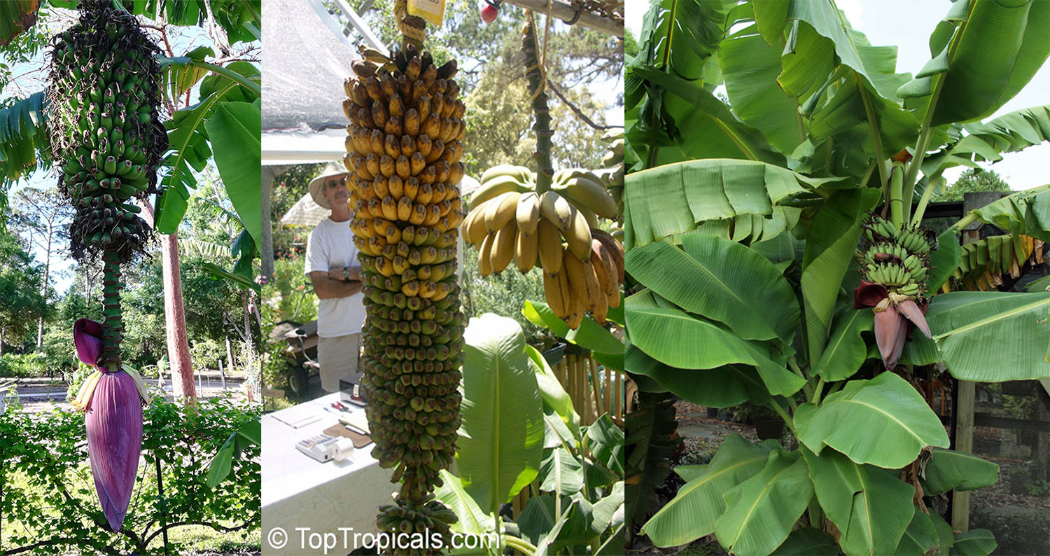 bananas and banana trees