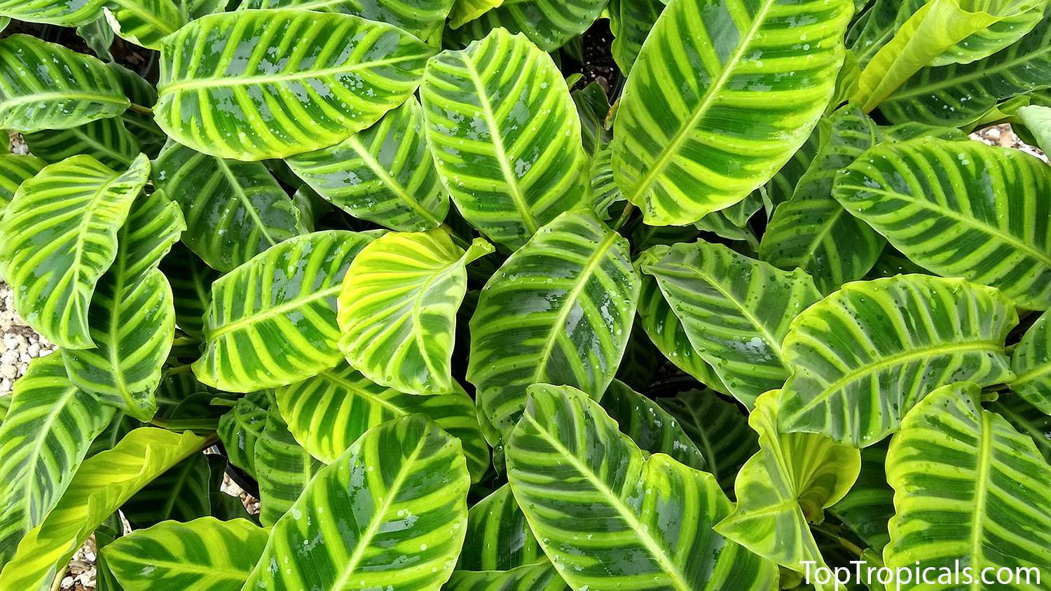 Calathea Zebrina - Zebra Plant