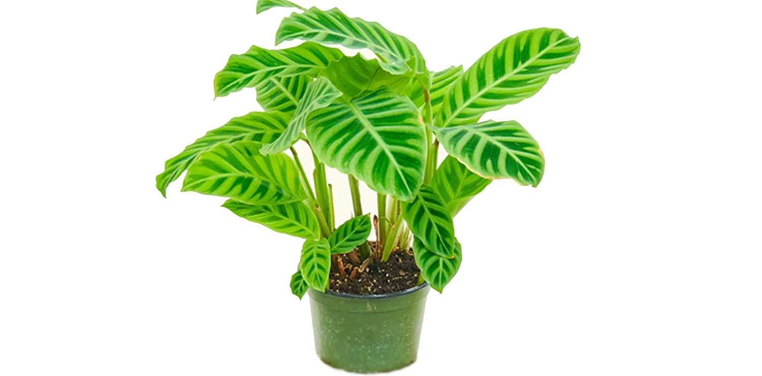 Calathea Zebrina - Zebra Plant