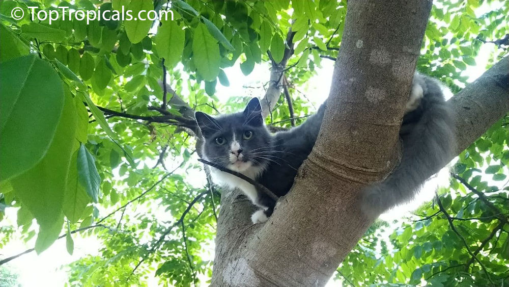 Capricorn cat sitting in cassia tree